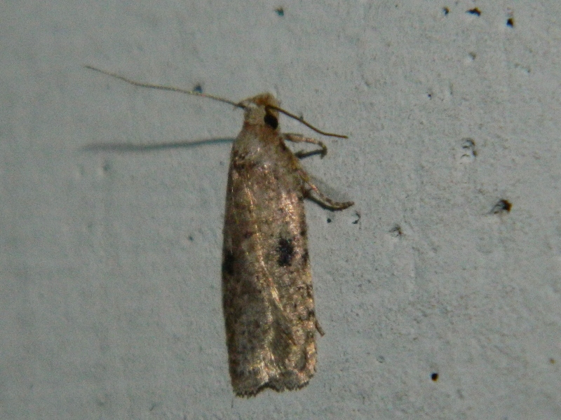 Agonopterix sp.